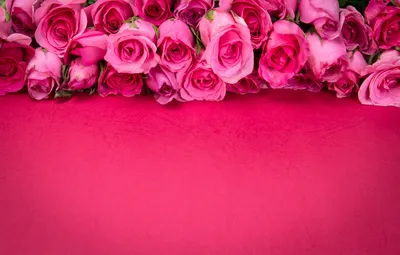 Обои цветы, розы, розовые, бутоны, розовый фон, pink, flowers, romantic,  petals, roses картинки на рабочий стол, раздел цветы - скачать картинки