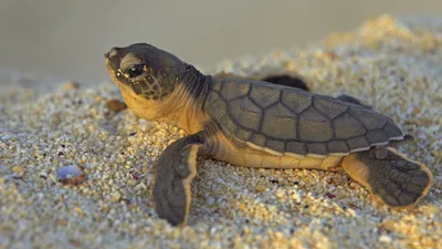 Обои Green Sea Turtle Животные Черепахи, обои для рабочего стола,  фотографии green, sea, turtle, животные, Черепахи, песок, черепашонок,  зеленая, морская, черепаха Обои для рабочего стола, скачать обои картинки  заставки на рабочий стол. картинки