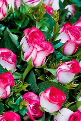 800x1200 Обои розы, цветы, букет, шикарно, красиво | Beautiful rose  flowers, Amazing flowers, Pretty flowers картинки