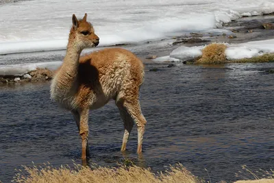 Картинки Лама Чили llama vicuña, Alpaca, Andes речка животное картинки