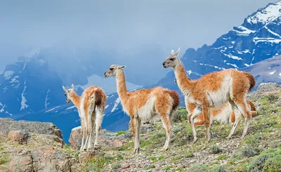 Скачать обои и картинки лама, гуанако, горы, камни для рабочего стола в  разрешении 3840x2348 картинки