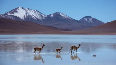 Обои Лама, Лагуна-Бланка, Боливия, горы, Lama, Laguna Blanca, Bolivia,  mountains, Животные #8320 картинки