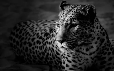 леопард морда HD обои для ноутбука | Black jaguar, Jaguar pictures, Black  and white wallpaper картинки