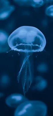 Обои Медуза, вода, синий, cnidaria, биолюминесценция для iPhone X / XS  бесплатно, заставка 1125x2436 - скачать картинки и фото картинки