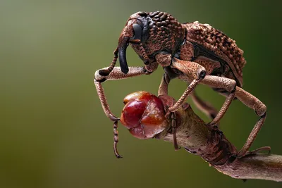 Обои для рабочего стола Жуки Насекомые weevil вблизи животное картинки