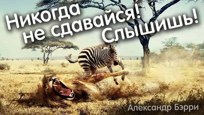 Никогда не сдавайся! Слышишь! - Александр Бэрри - YouTube картинки