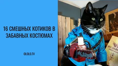 Коты в смешных костюмах: 16 уморительных фото для поднятия настроения 😺 |  Ололо - смешные картинки и веселые истории картинки