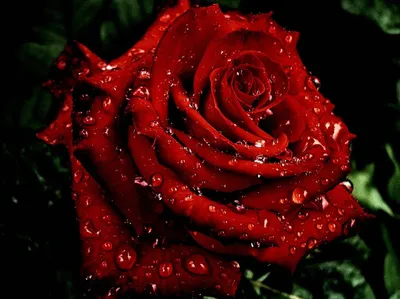 Роза. Rose (96 обоев) » Смотри Красивые Обои, Wallpapers, Красивые обои на  рабочий стол картинки