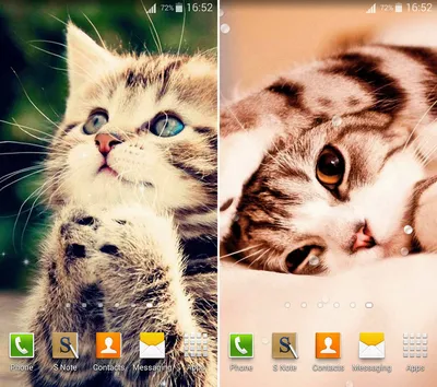 Милые Котята Живые Обои (версия 4.1) на андроид скачать apk бесплатно картинки