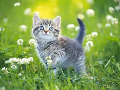 Обои экзотические котята 1600x1200 заставки котят HD wallpapers cat скачать картинки