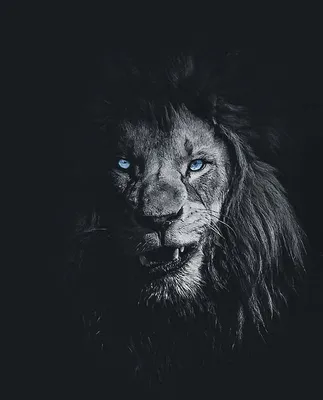 The Lion King 👑.... | Zwart en wit fotografie, Schitterende foto, Zwart en  wit картинки