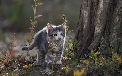 Обои котята, собачки, дружба, семейство кошачих леопарденок, скачать  картинки 2560x1600 картинки