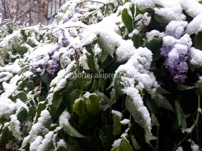 Фото — Доброе апрельское снежное утро картинки