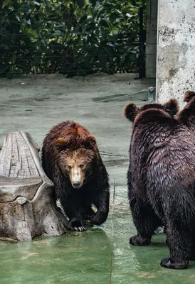 Фотография с изображением охраняемых редких животных в зоопарке бурого медведя  Фон И картинка для бесплатной загрузки - Pngtree картинки