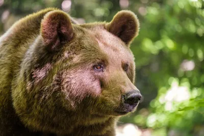 Морда большого бурого медведя крупным планом Обои для рабочего стола  2560x1600 картинки