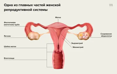 Что делать, если во время месячных очень больно? Можно ли отложить  менструацию? Как поддержать близкого человека, которому плохо во время  месячных? Отвечаем на ваши вопросы о менструации — Meduza картинки