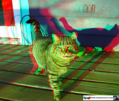 3d_stereofanat.com фото кота в 3d очках картинки