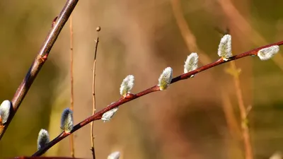 Где хранить освященную вербу дома? 10 обрядов и заговоров с вербой на  Вербное воскресенье 9 апреля 2023 года | Весь Искитим | Дзен картинки