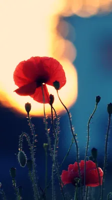 Обои Мак, 5k, 4k, цветы, поле, Poppy, 5k, 4k wallpaper, flowers, fiels,  Природа #4694 картинки