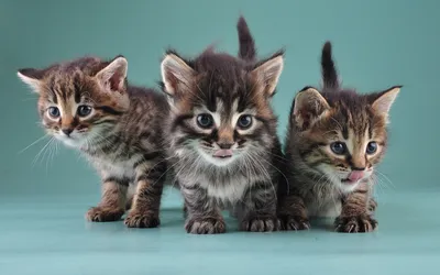 Скачать обои кошки, котята, маленькие, милые, little kittens разрешение  1920x1080 #87564 картинки