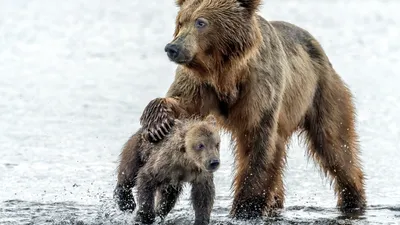 Картинка медвежонок, капли, медведица, медведи, мокрые, вода, медведь  1920x1080 скачать обои на рабочий стол бесплатно, фото 272671 картинки