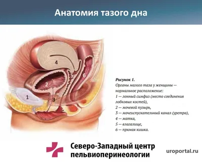 Упражнения Кегеля при опущении матки картинки