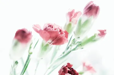 Скачать обои цветы, красные, белый фон, гвоздики, flowers разрешение  2563x1697 #89371 картинки