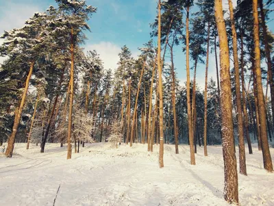 Красота зимнего леса | Пикабу картинки