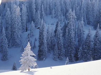 Фотографии зимнего леса картинки