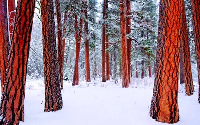 Картинка Картинка зимнего леса » Зима » Природа » Картинки 24 - скачать  картинки бесплатно картинки