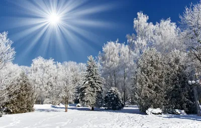 Обои солнце, деревья, елки, winter, snow, зимний пейзаж картинки на рабочий  стол, раздел природа - скачать картинки