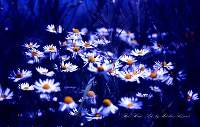 Wallpaper blue, color, chamomile images for desktop, section цветы -  download картинки