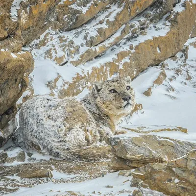 Снежный барс, превратившийся в камень, удивил пользователей. Фото - иллюзия картинки