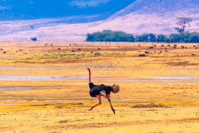 Бегущий страус изображение_Фото номер 501316514_JPG Формат  изображения_ru.lovepik.com картинки