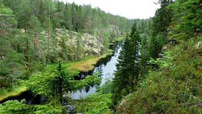 Восточносибирская Тайга (64 фото) картинки