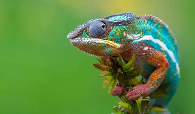 Обои chameleon, красивые, хамелеоны, раздел Животные, размер 1920x1200 HD  WUXGA - скачать бесплатно картинку на рабочий стол и телефон картинки