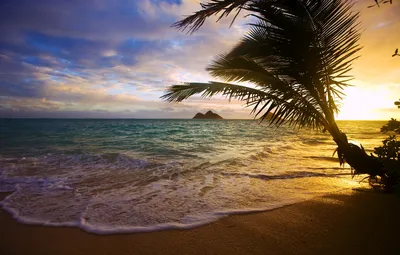 Wallpaper sea, sunset, tropics, Palma, coast images for desktop, section  природа - download картинки