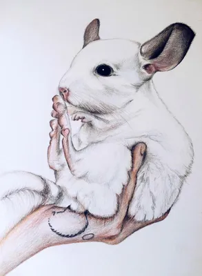 Chinchilla, Illustration, drawing, шиншилла, иллюстрация | Шиншилла,  Детеныши животных, Милые детеныши животных картинки