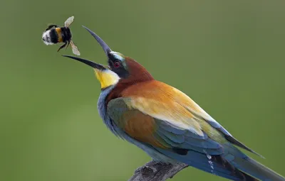 Обои Венгрия, подбрасывание пойманного шмеля, Золотистая щурка (Merops  apiaster; European Bee-eater), медье Чонград (Csongrád megye), май 2008  года, охраняемый ландшафт Пусты (Puszta) картинки на рабочий стол, раздел  животные - скачать картинки