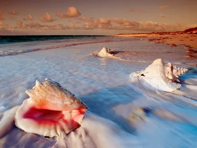 Обои Морские ракушки, картинки - Обои на рабочий стол Морские ракушки  картинки из категории: Природа картинки