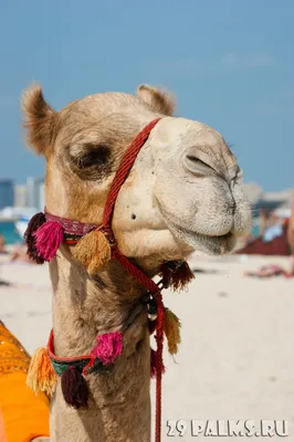 Не скучай, Camel, я скоро приеду… \u003e Блог Павла Аксенова \u003e 29 Пальм - Клуб  путешествий Павла Аксенова картинки