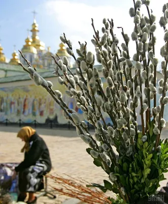 Поздравления с Вербным воскресеньем в стихах, прозе, пожелания в СМС на  телефон — Украина — tsn.ua картинки