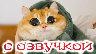 Приколы с котами! Смешные коты с ОЗВУЧКОЙ! СМЕШНЫЕ ЖИВОТНЫЕ 2022! Тест на  психику – Доми шоу - YouTube картинки