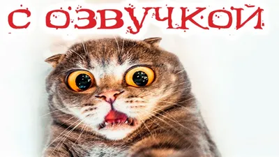 Приколы с котами! Смешные коты с ОЗВУЧКОЙ! СМЕШНЫЕ ЖИВОТНЫЕ 2022! Засмеялся  проиграл – Доми шоу - YouTube картинки