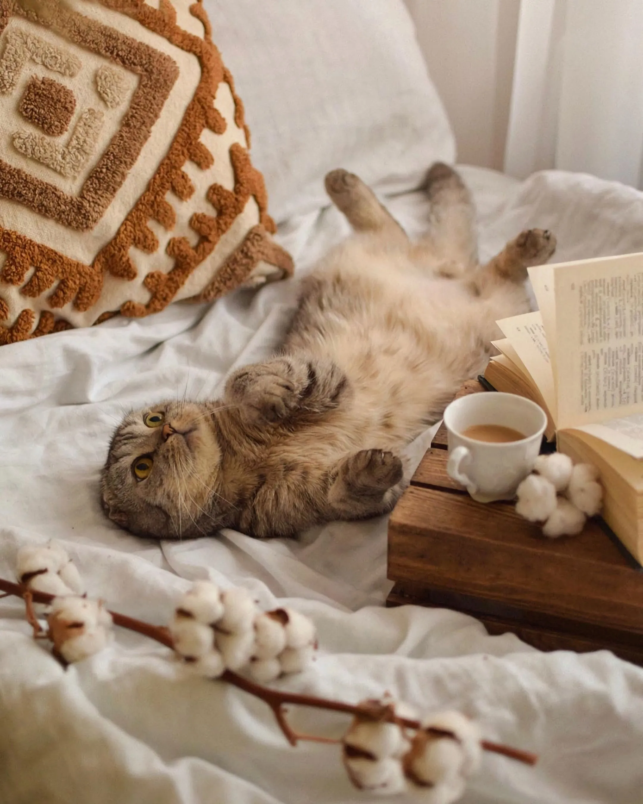 Картинка утро супер. Утренний котик. Уютный кот. Доброе утро кот. Доброе утро котики.