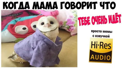 Приколы про собак 2017 Ну очень Смешные собаки Приколы с собаками Собаки  Funny Dogs 2017 犬 犬について - YouTube картинки