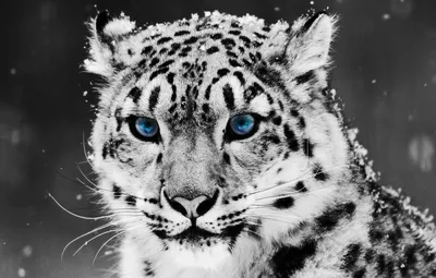 Обои снег, Snow Leopard, ирбис, снежный барс картинки на рабочий стол,  раздел кошки - скачать картинки