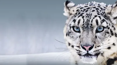 Обои Снежный барс, Ирбис, Китай, голубые глаза, снег, Snow Leopard, China,  blue eyes, snow, Животные #8257 картинки