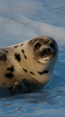 Обои Гренландский тюлень, Атлантичнский океан, снег, забавный, Seal pup,  Atlantic Ocean, snow, funny, Животные #3857 картинки