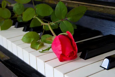 Fortepian, Róża | Piano art, Beautiful roses, Flower art картинки